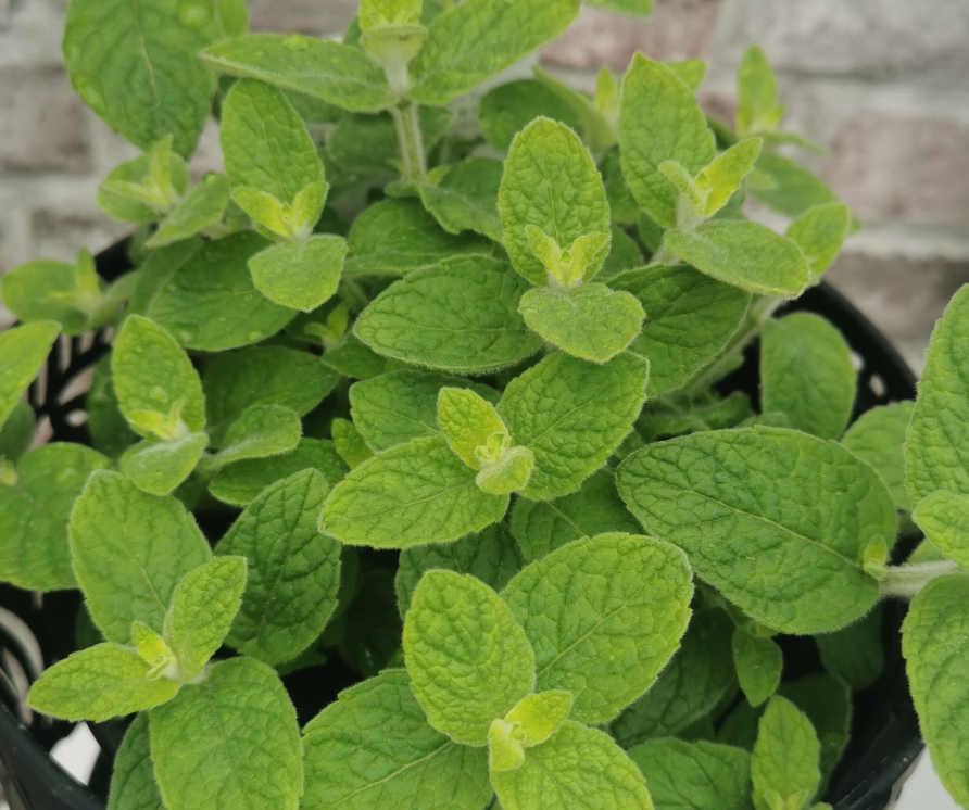 Atlas Mountain Mint-Mentha suaveolens ssp timija