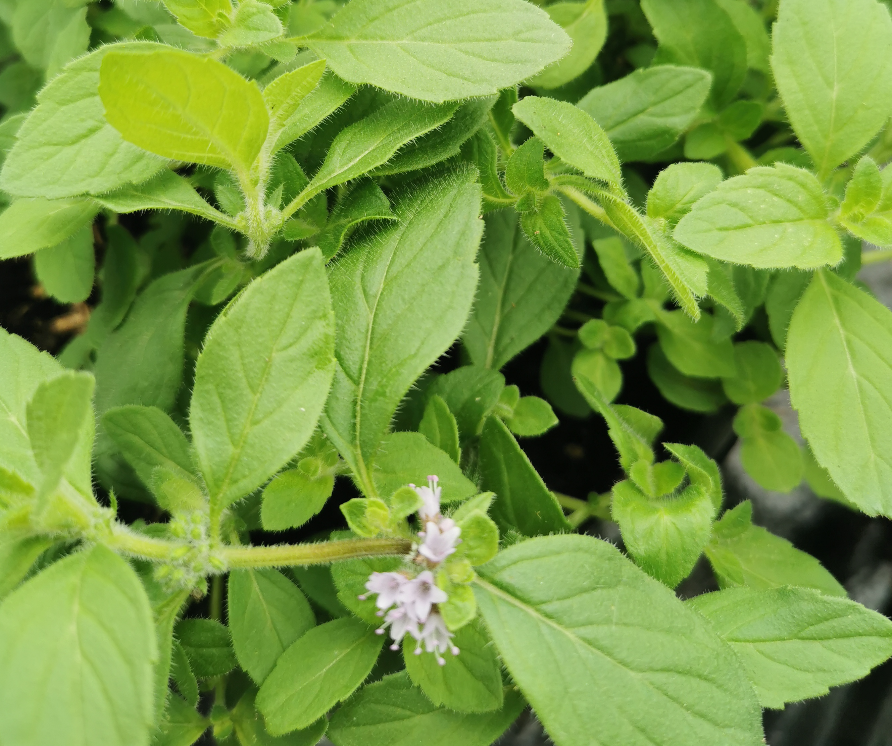 Banana Mint-Mentha arvensis Banana