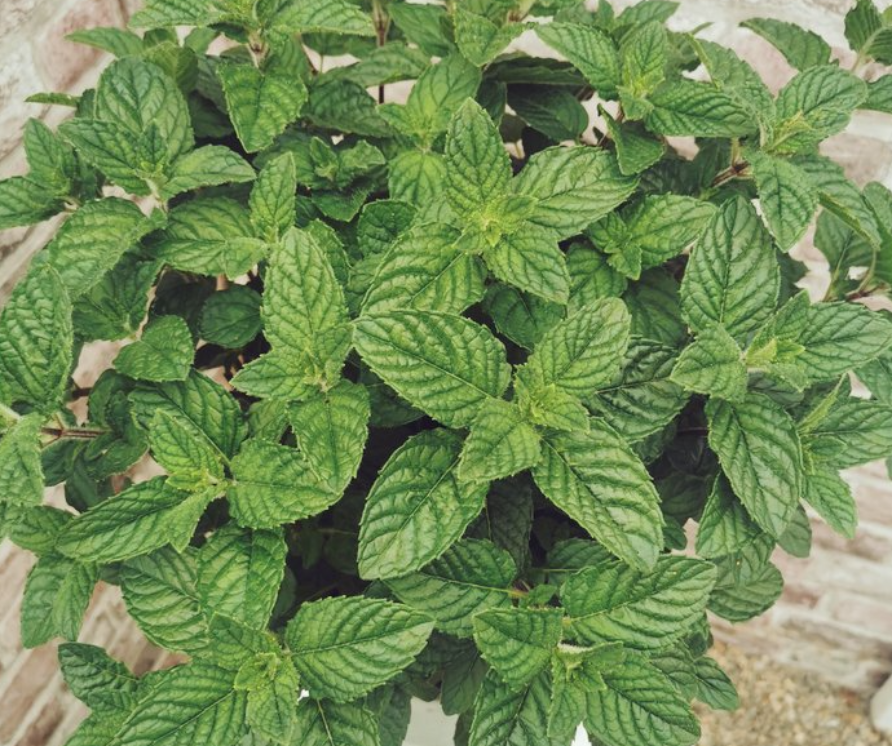 Berries & Cream Mint-Mentha spicata Berries & Cream