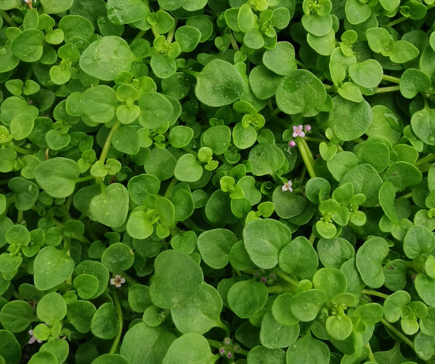 Corsican Mint-Mentha Requienii