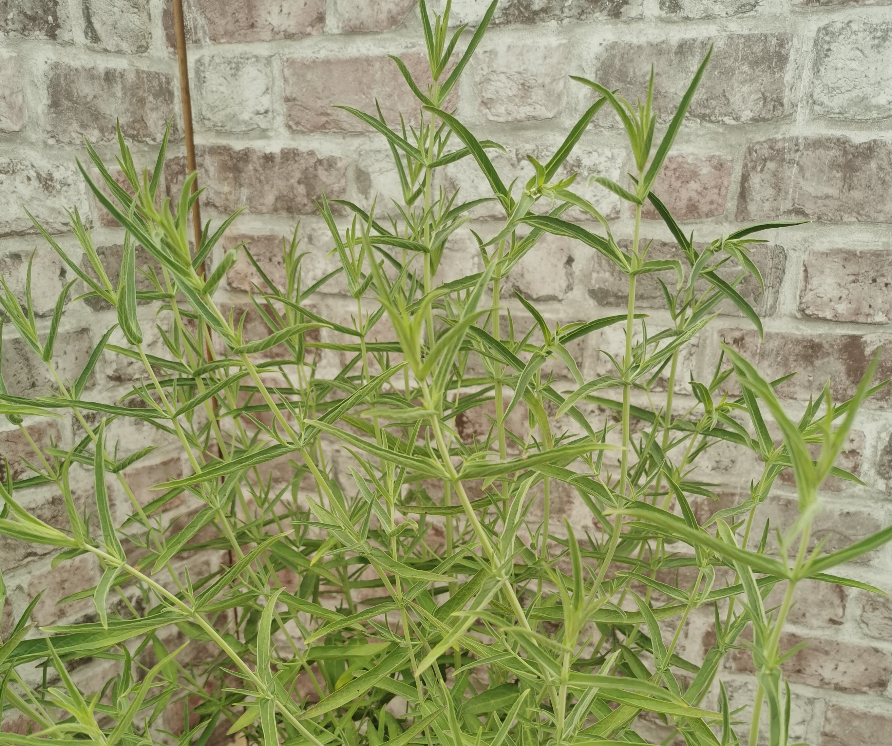 Desert Mint (Aka Eastern Mint)-Mentha longifolia sub schimperi