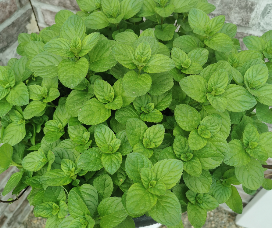 Eau De Cologne Mint-Mentha x piperita f citrata Eau de Cologne