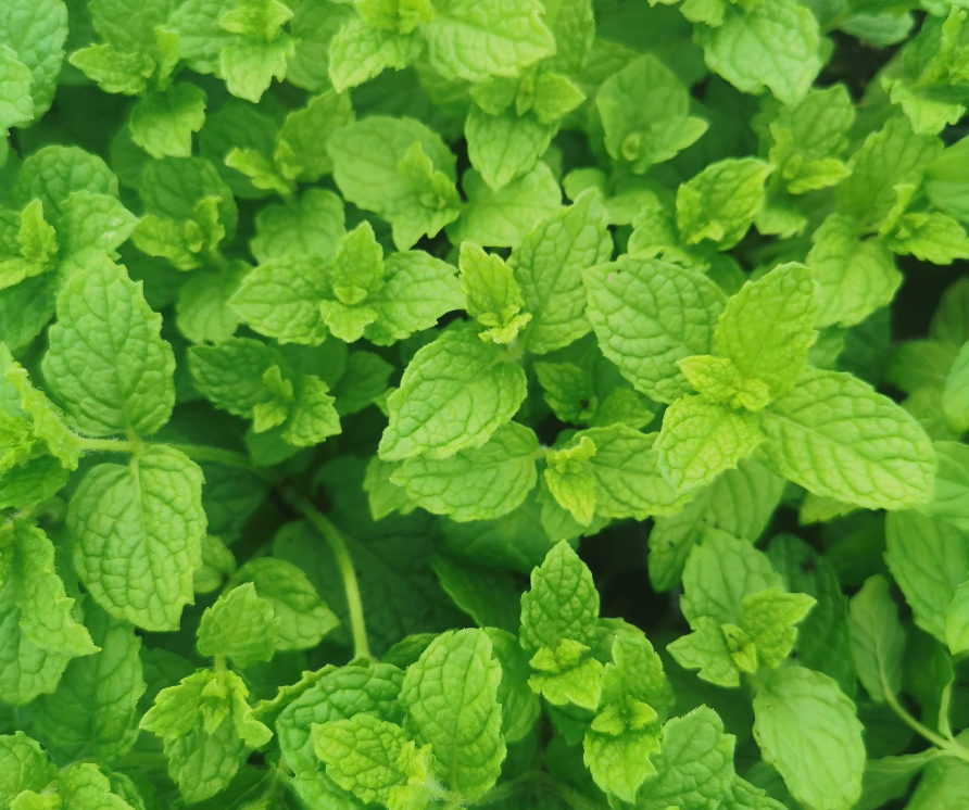 English Lamb Mint-(Mentha spicata English Lamb)
