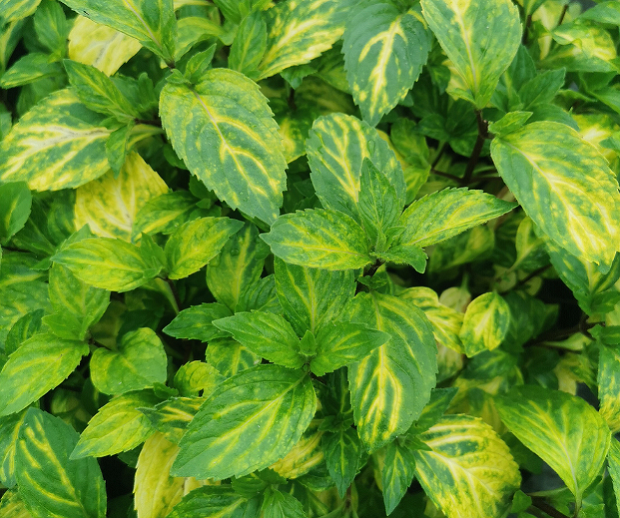 Ginger Variegated Mint-Mentha x gracilis Ginger