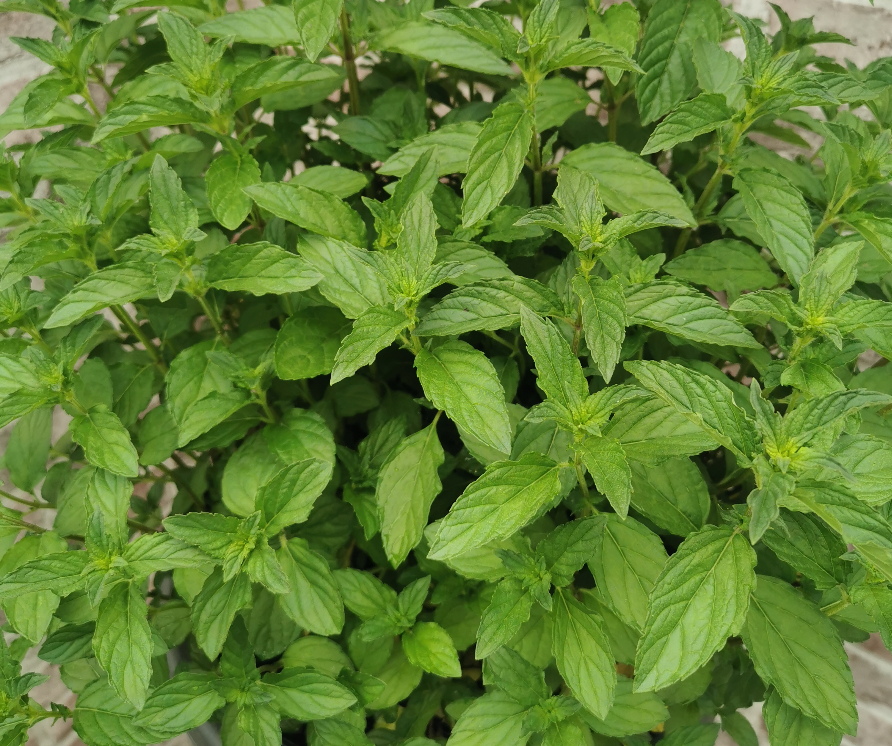 Jessicas Sweet Pear Mint-Mentha Jessicas sweet pear