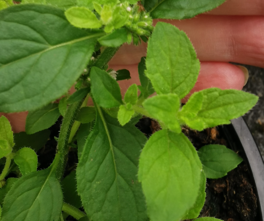 Corn Mint-Mentha arvensis