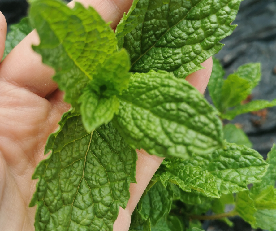 Jack's Green Mint-Mentha Cordifolia Jack's Green