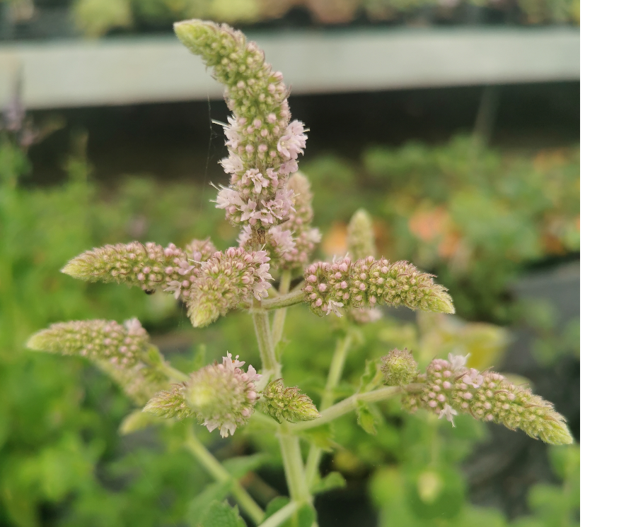 Bowles Mint-Mentha x villosa alopecuroides