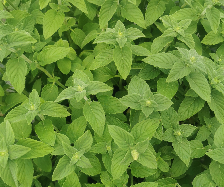 Hillarys Sweet Lemon Mint-(Mentha dulcia citrus)