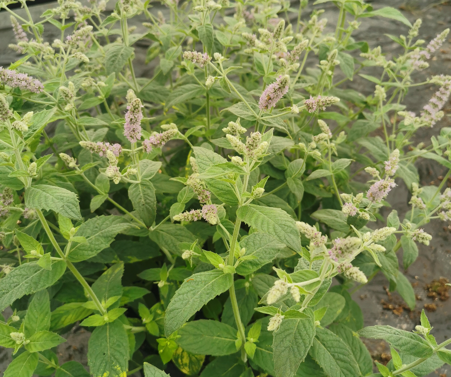 Buddleia Variegated Mint-Mentha longifolia Buddleia Variegated