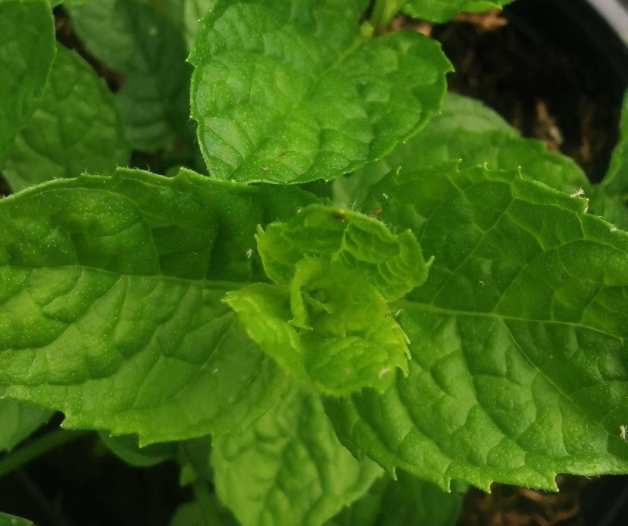 Mount Tiede Mint-