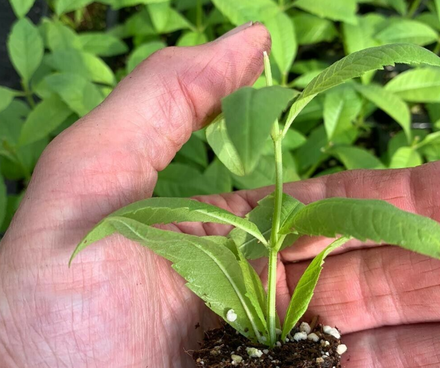 Lippia Citrodoria-