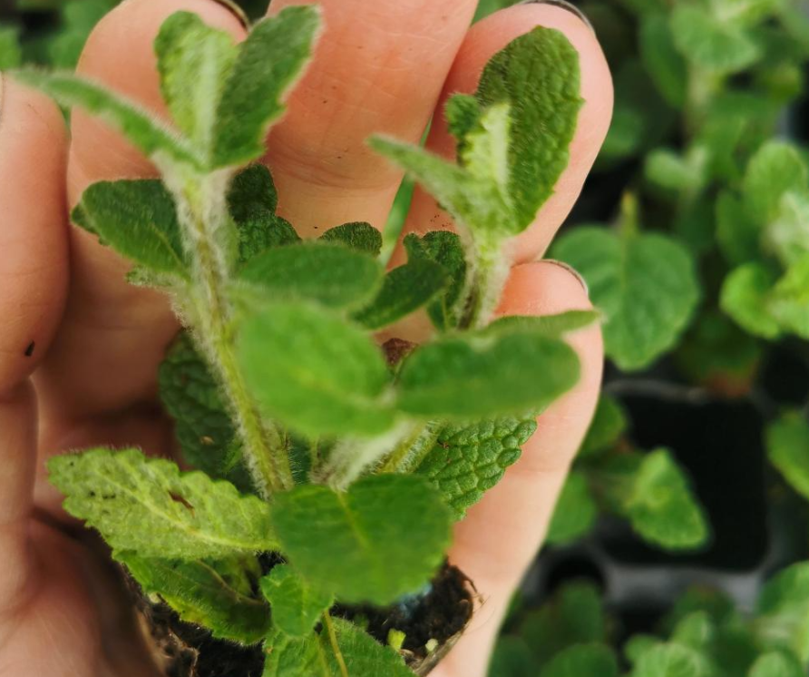 Apple Perigord Mint-<p>Mentha suaveolens Apple Perigord</p>