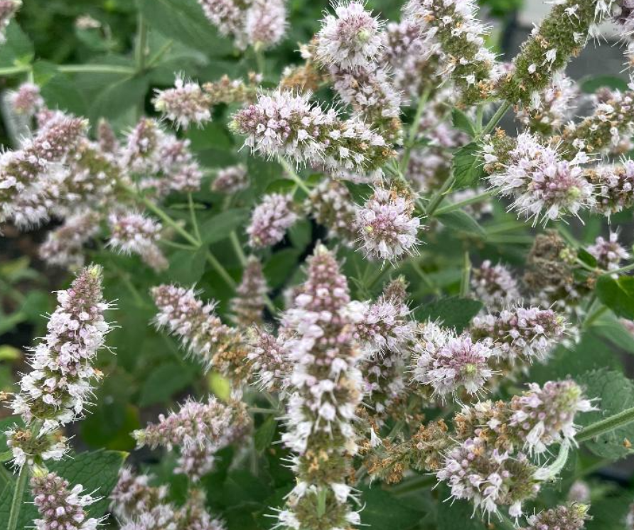 Blue Balsam Mint-Mentha x piperita Blue Balsam