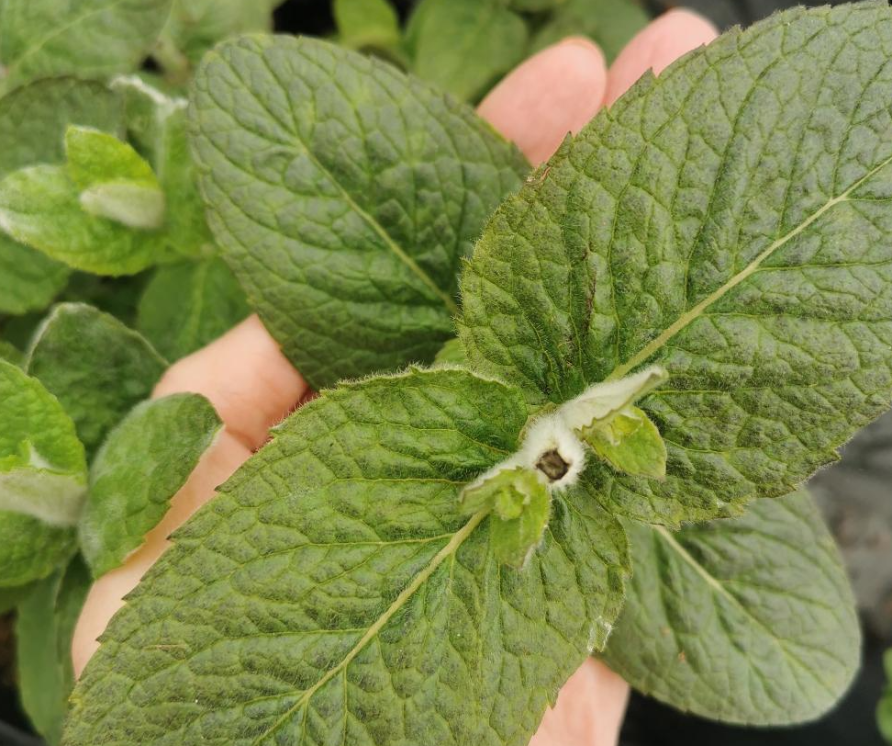 Blue Balsam Mint-Mentha x piperita Blue Balsam