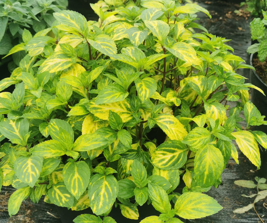 Ginger Variegated Mint-Mentha x gracilis Ginger