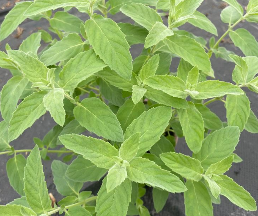 Lake Van Mint-Mentha Longifolia Lake Van