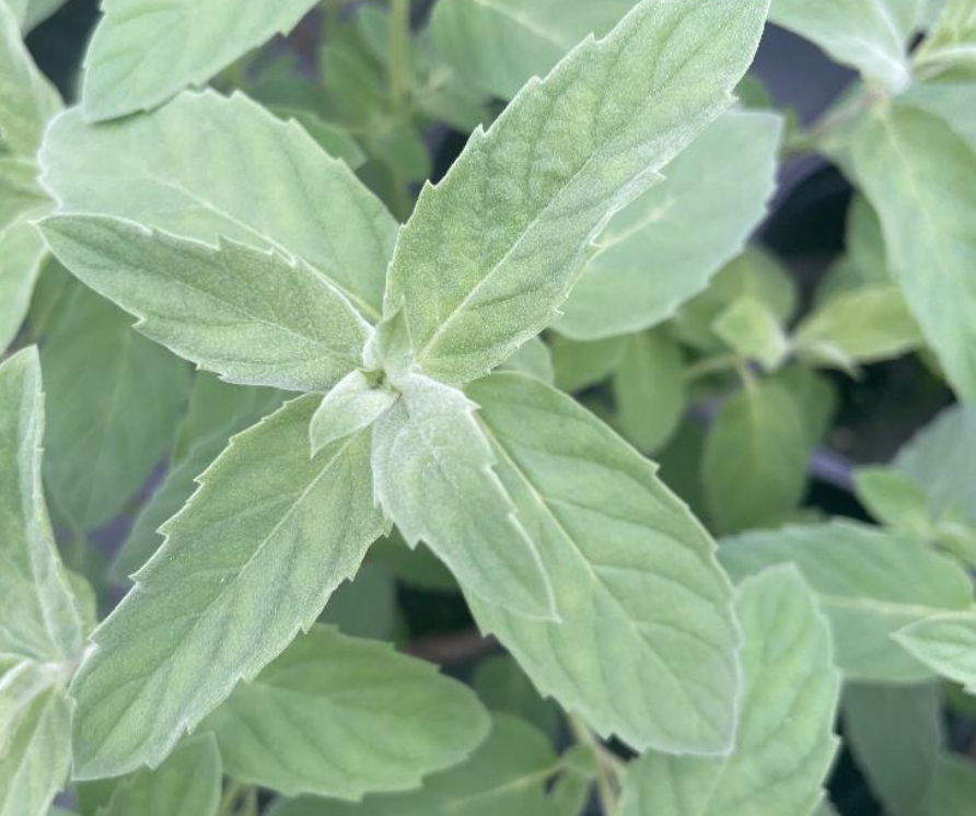 Lake Van Mint-Mentha Longifolia Lake Van
