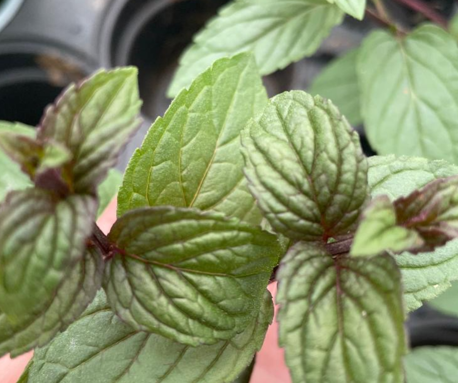 Purple Mint-Mentha piperita x Purple