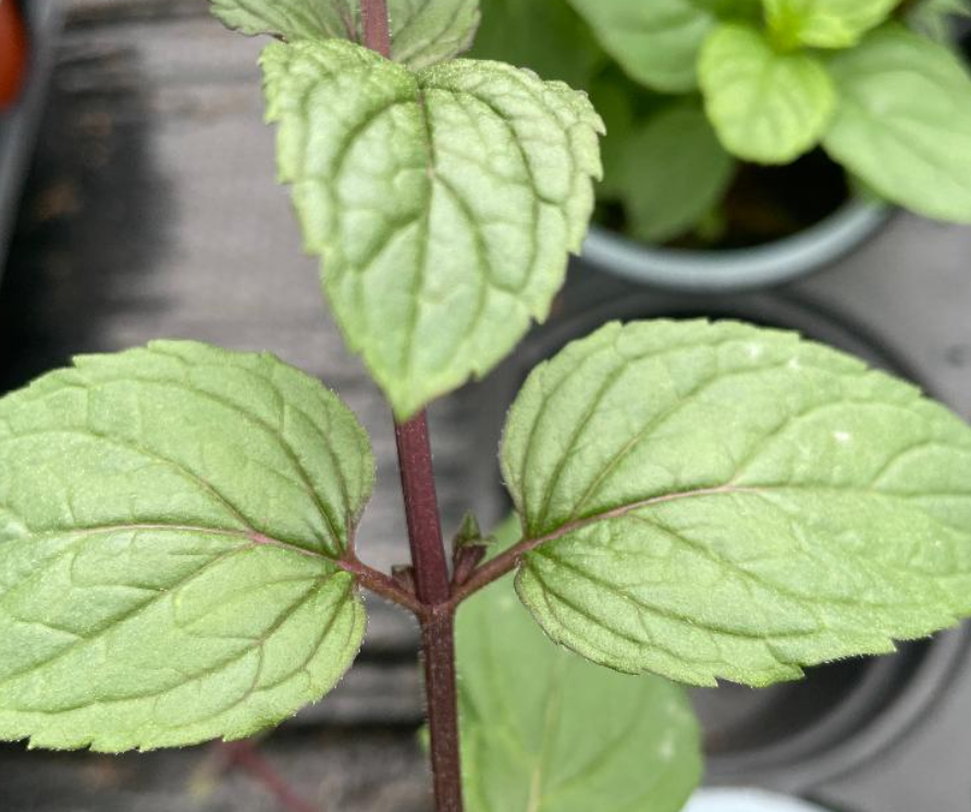 Purple Mint-Mentha piperita x Purple