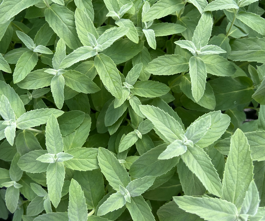 Lake Van Mint-Mentha Longifolia Lake Van