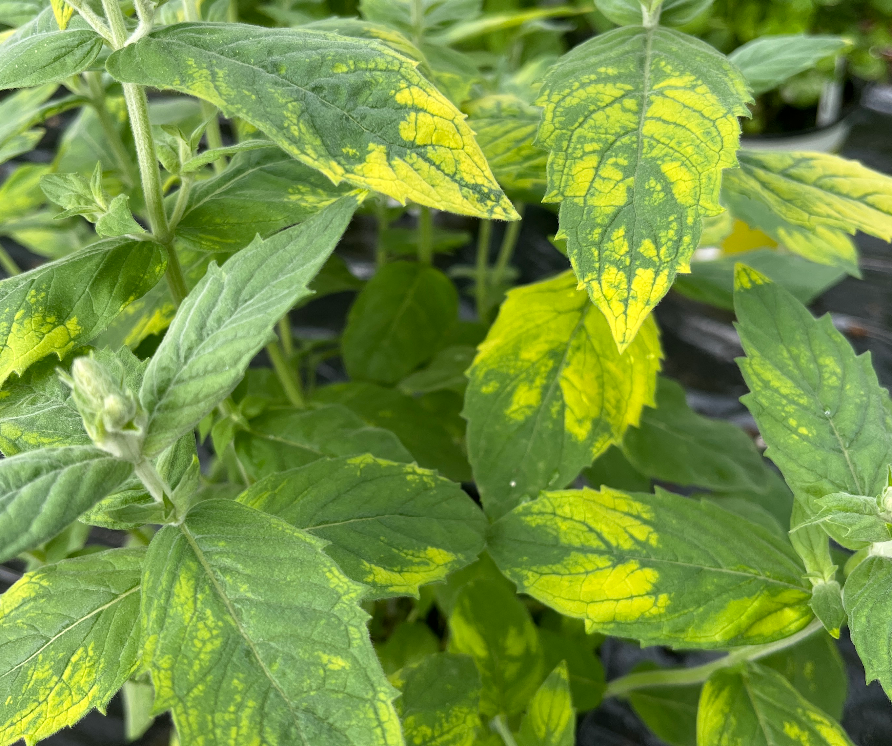 Buddleia Variegated Mint-Mentha longifolia Buddleia Variegated