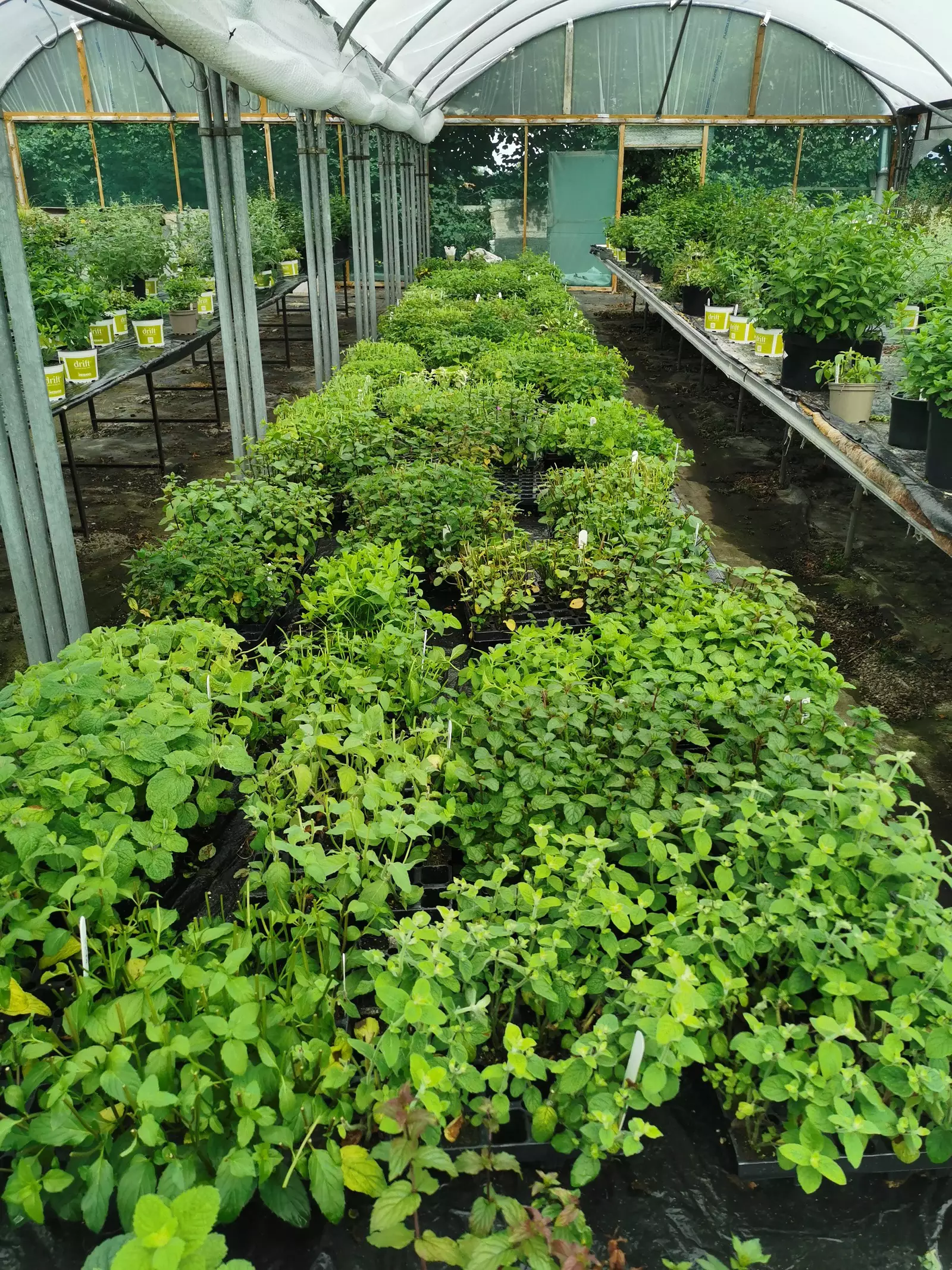 Stock Plants